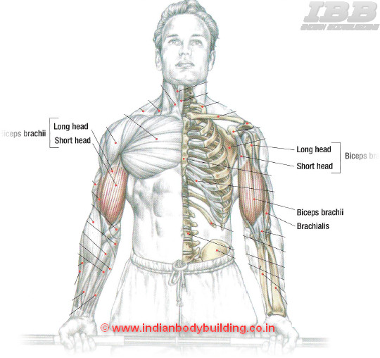 Biceps Workout Barbell Curls