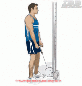 Biceps Workout Low Pulley Curls Movement