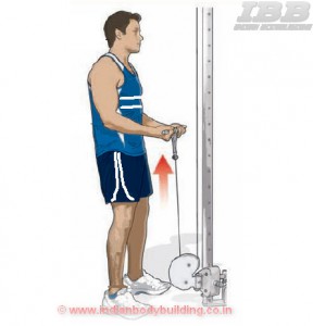 Biceps Workout Low Pulley Curls Step 2